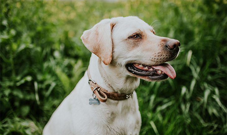 The 12 Most Painfully Basic Dog Names, Ranked